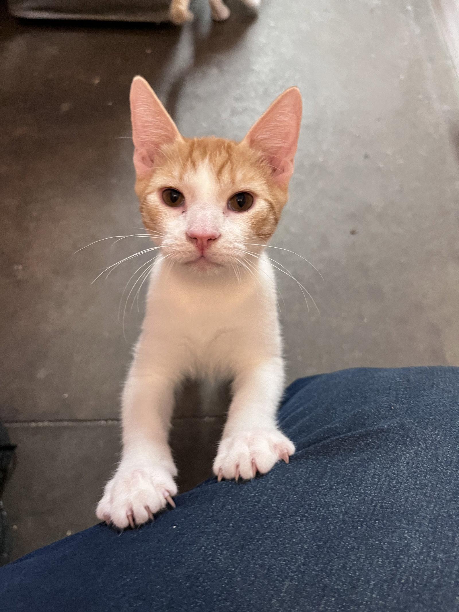 Tiger, Adoptable, Young Male Domestic Short Hair.