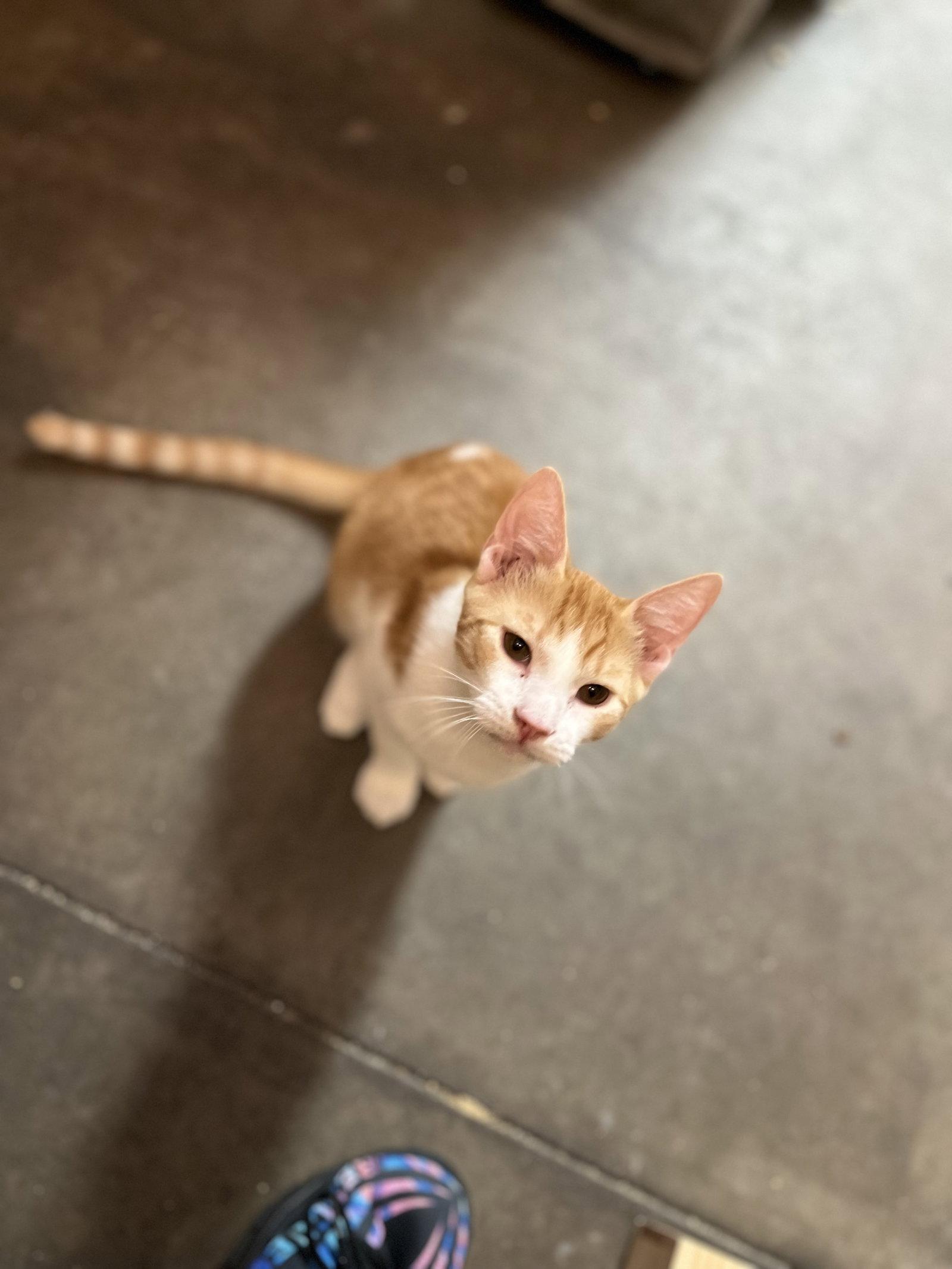 Enlarge Tiger, a Adoptable Domestic Short Hair in Scottsdale, AZ image 2/3