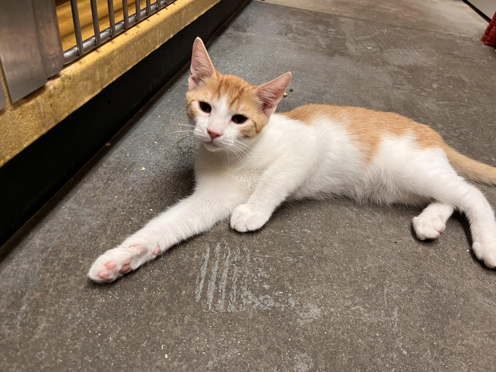 Enlarge Tiger, a Adoptable Domestic Short Hair in Scottsdale, AZ image 3/3