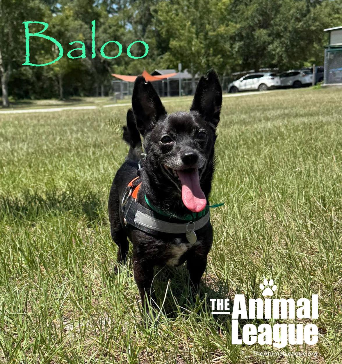 Baloo, a ADOPTABLE mixed breed in Groveland, FL image 4/6