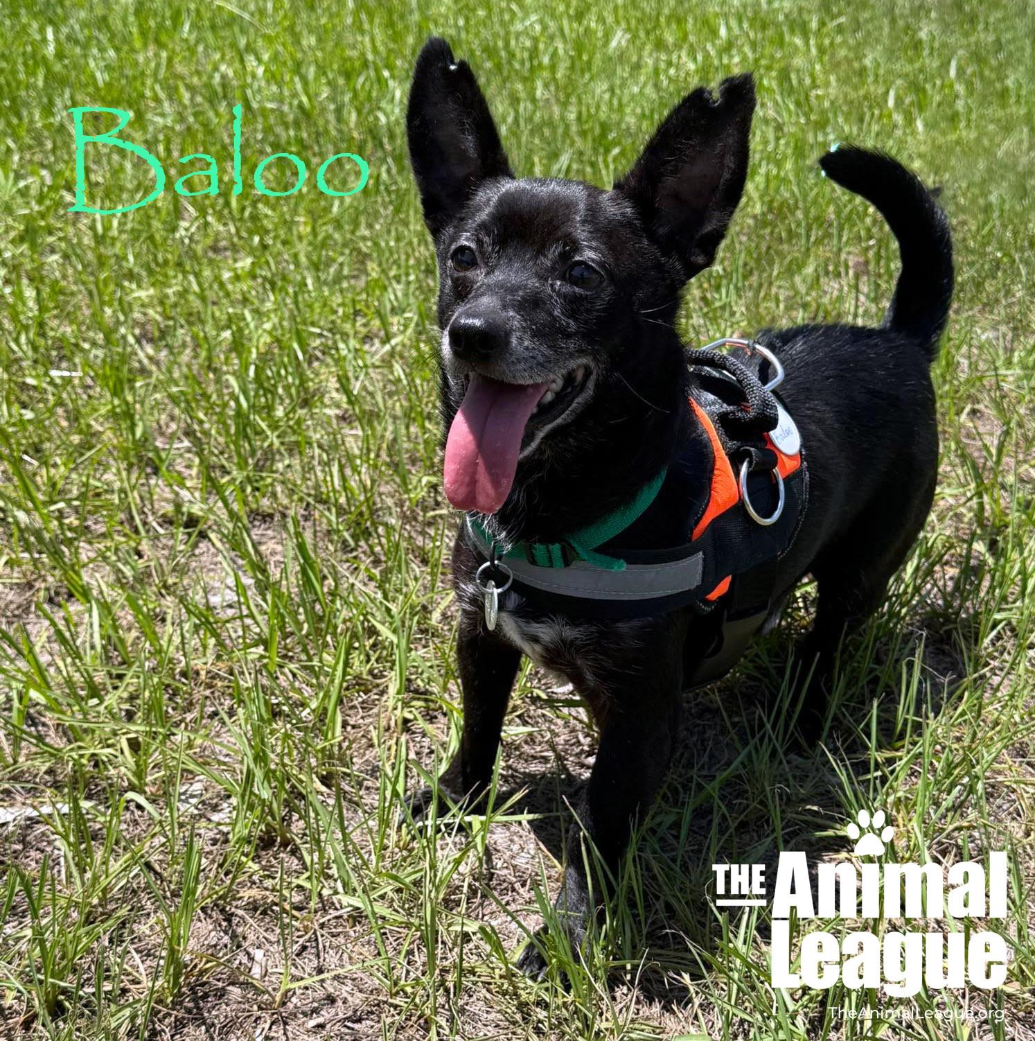 Baloo, a ADOPTABLE mixed breed in Groveland, FL image 6/6