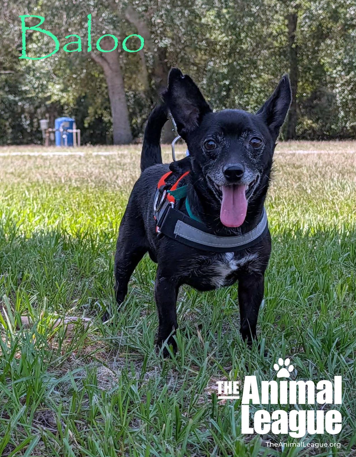 Baloo, a ADOPTABLE mixed breed in Groveland, FL image 2/6