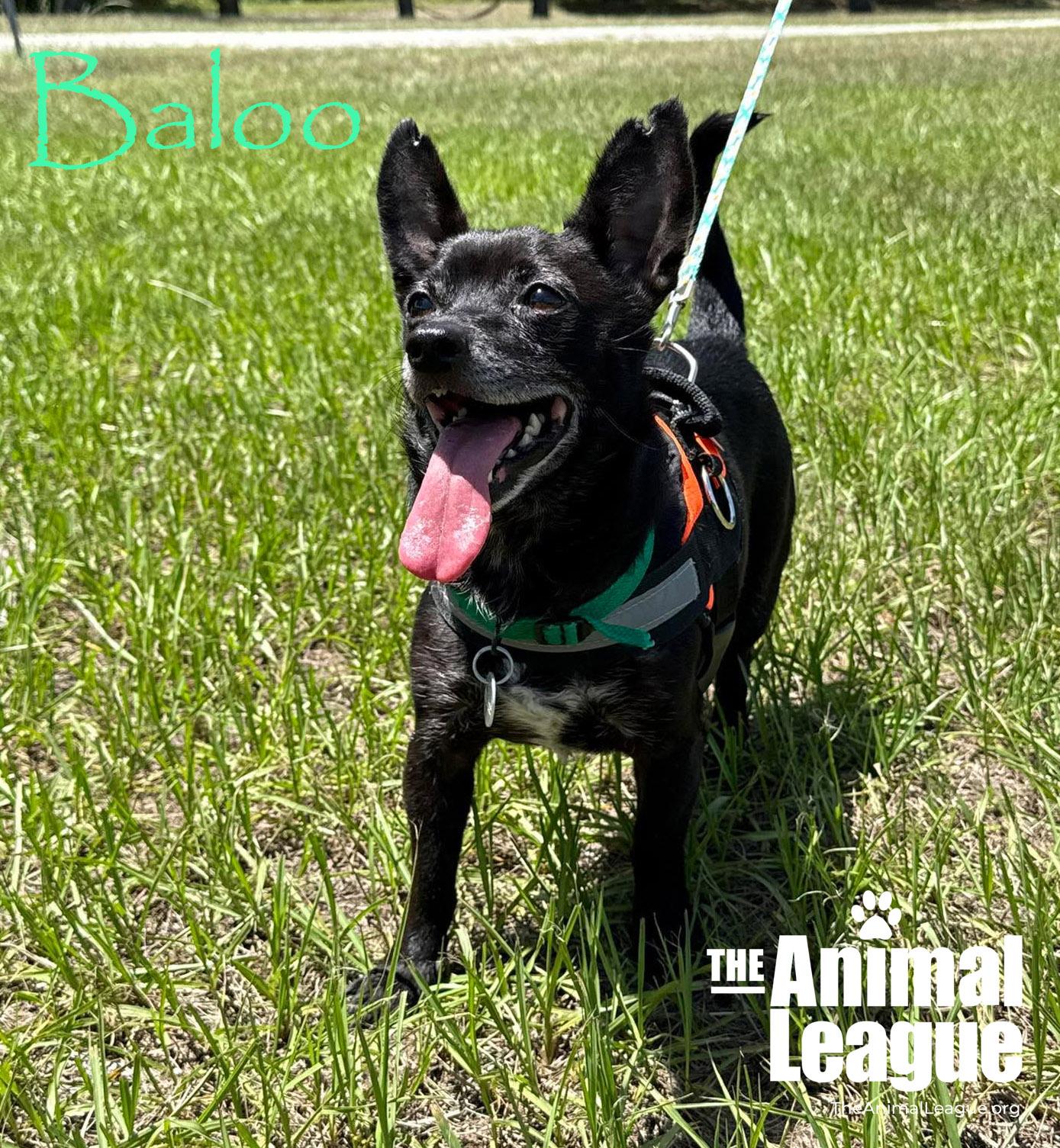 Baloo, a ADOPTABLE mixed breed in Groveland, FL image 5/6