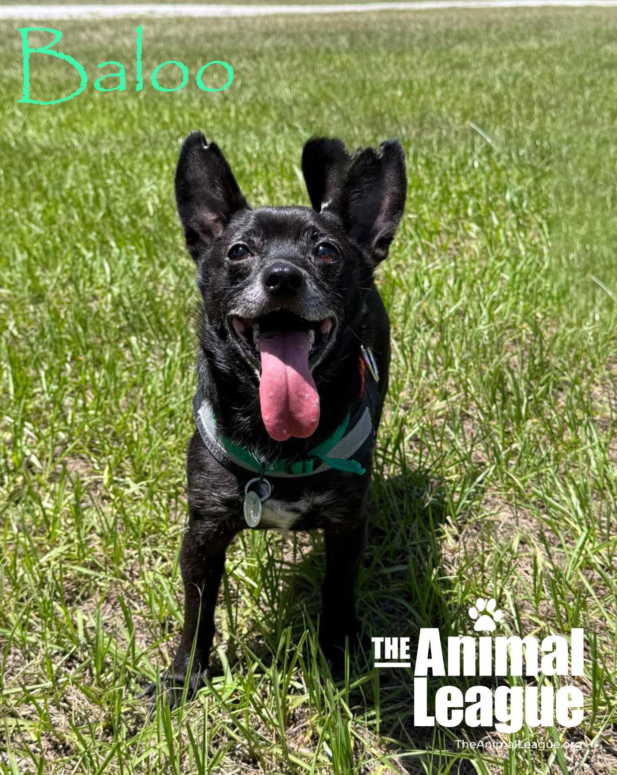 Baloo, a ADOPTABLE mixed breed in Groveland, FL image 3/6