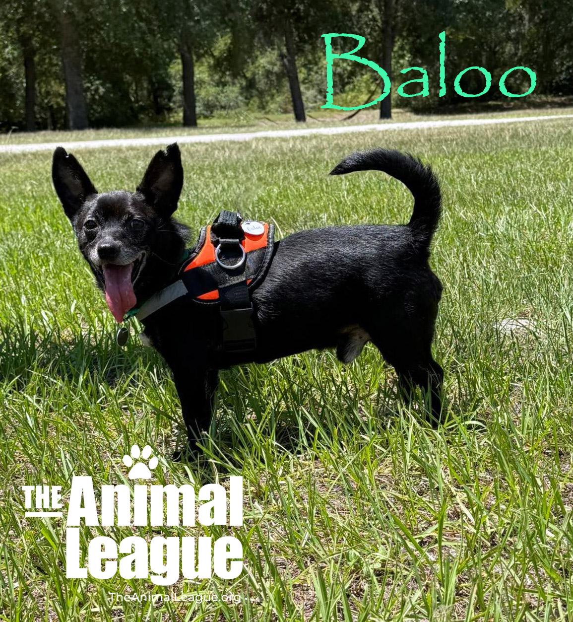 Baloo, ADOPTABLE, Adult Male Chihuahua.