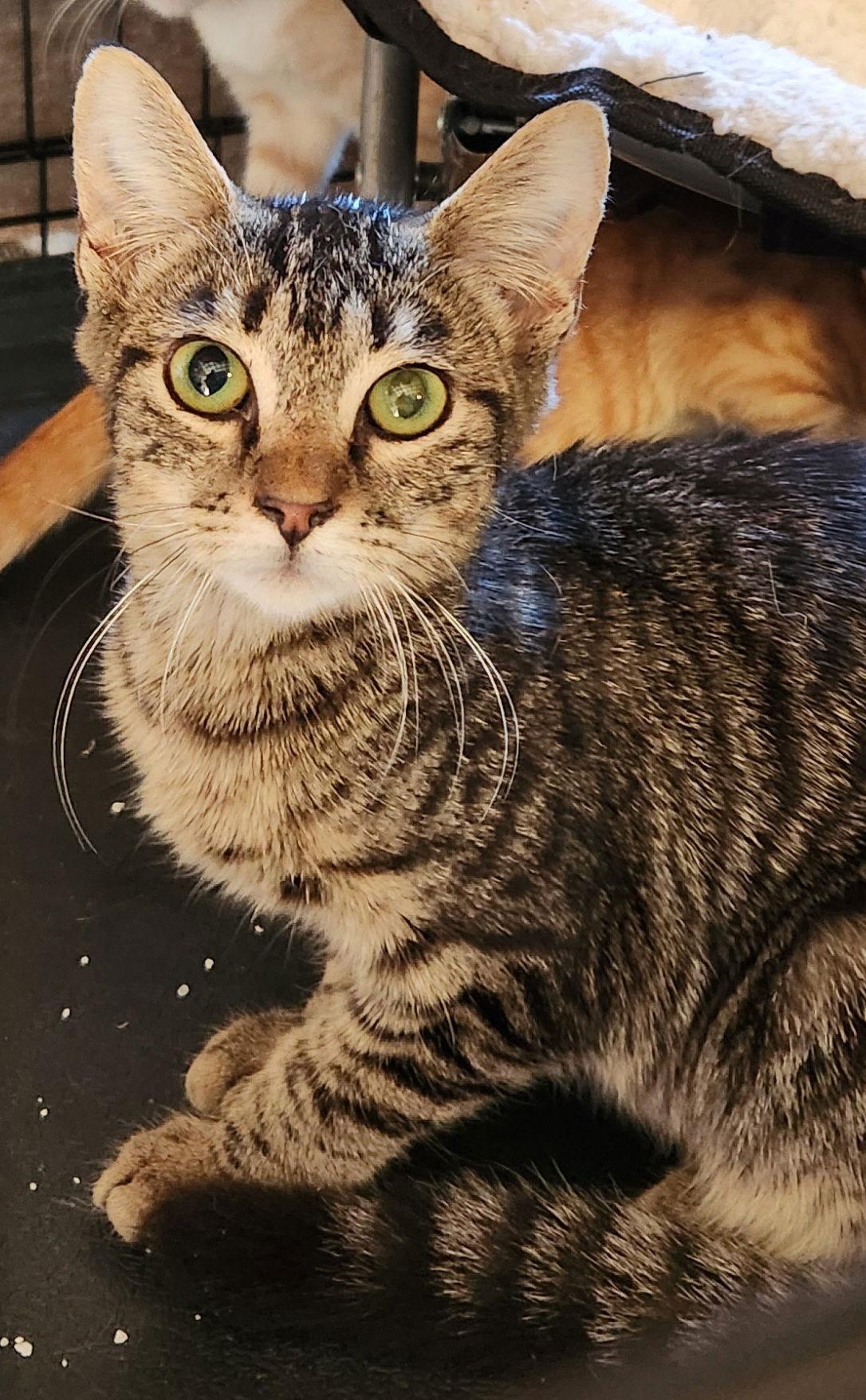 Enlarge Rayna, a Adoptable Domestic Short Hair in Ocean Pines, MD image 1/1