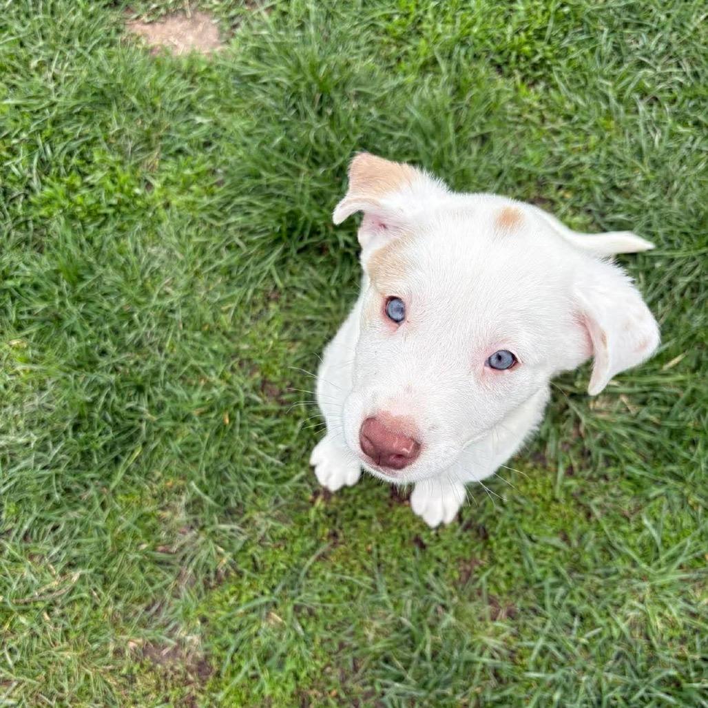 Enlarge Duke, a Adoptable mixed breed in Joliet, IL image 2/6