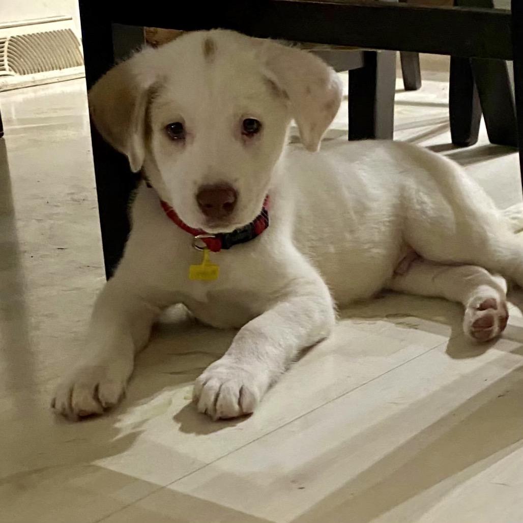 Enlarge Duke, a Adoptable mixed breed in Joliet, IL image 3/6