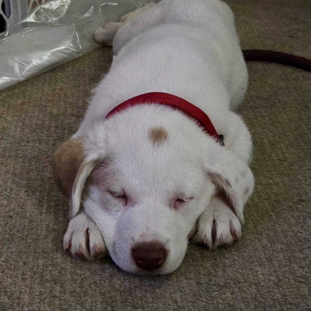 Enlarge Duke, a Adoptable mixed breed in Joliet, IL image 4/6