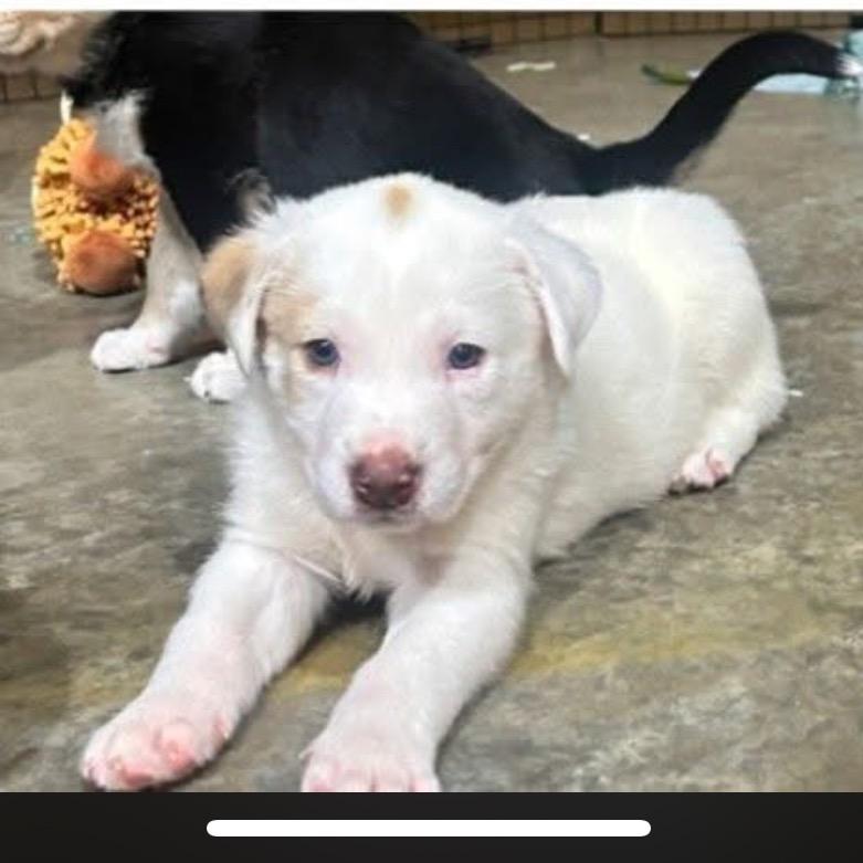 Enlarge Duke, a Adoptable mixed breed in Joliet, IL image 5/6