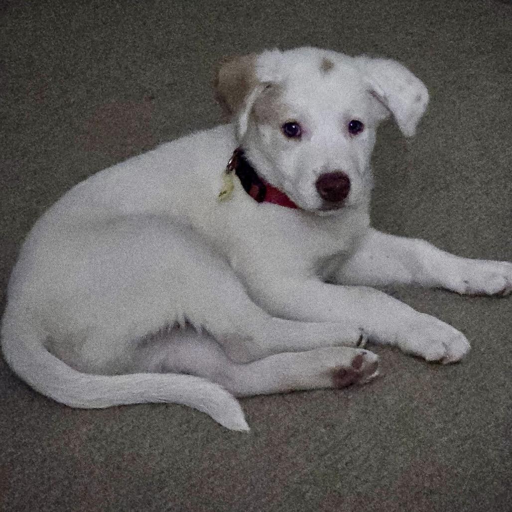 Enlarge Duke, a Adoptable mixed breed in Joliet, IL image 6/6