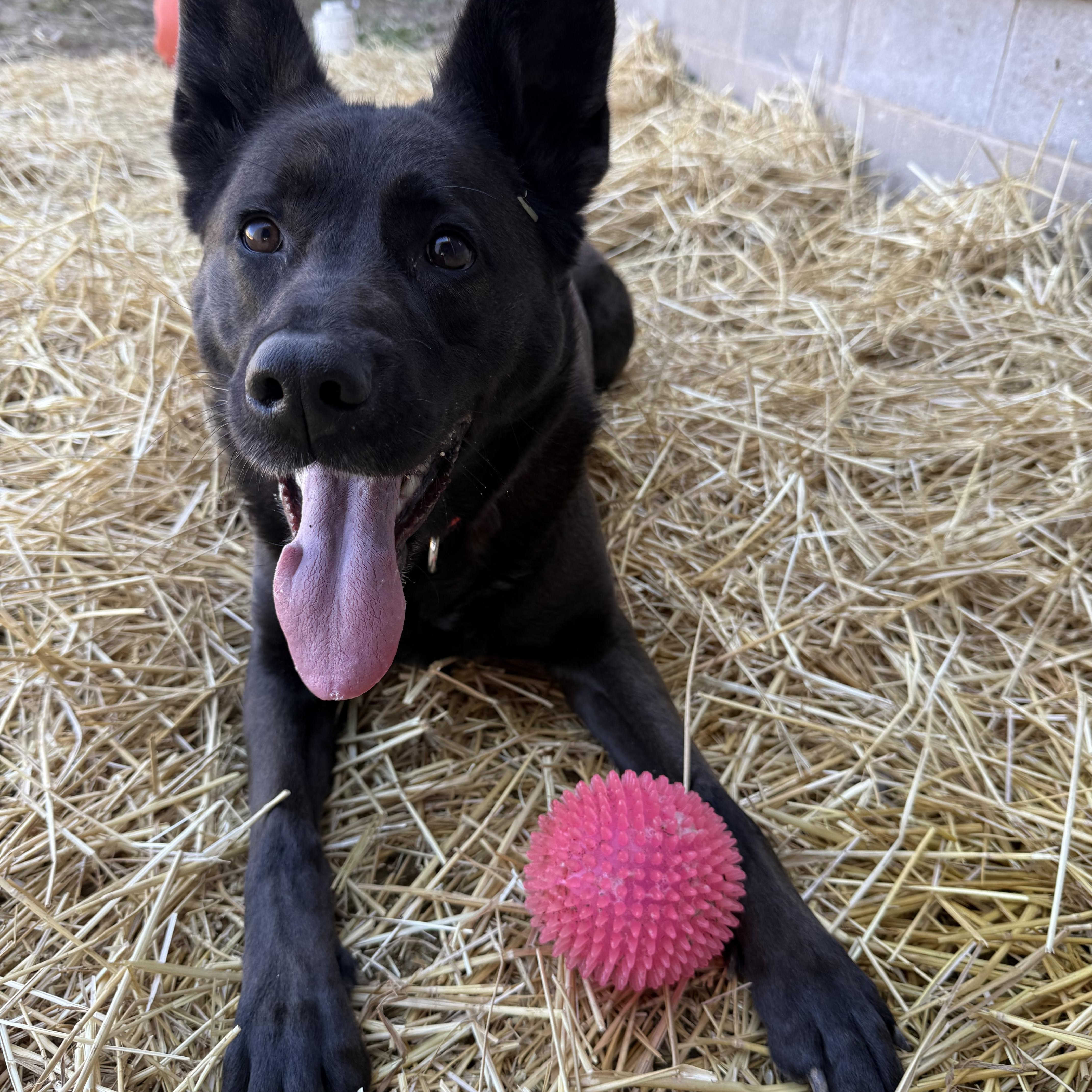 Smokey Girl, adoptable, Adult Female German Shepherd Dog.