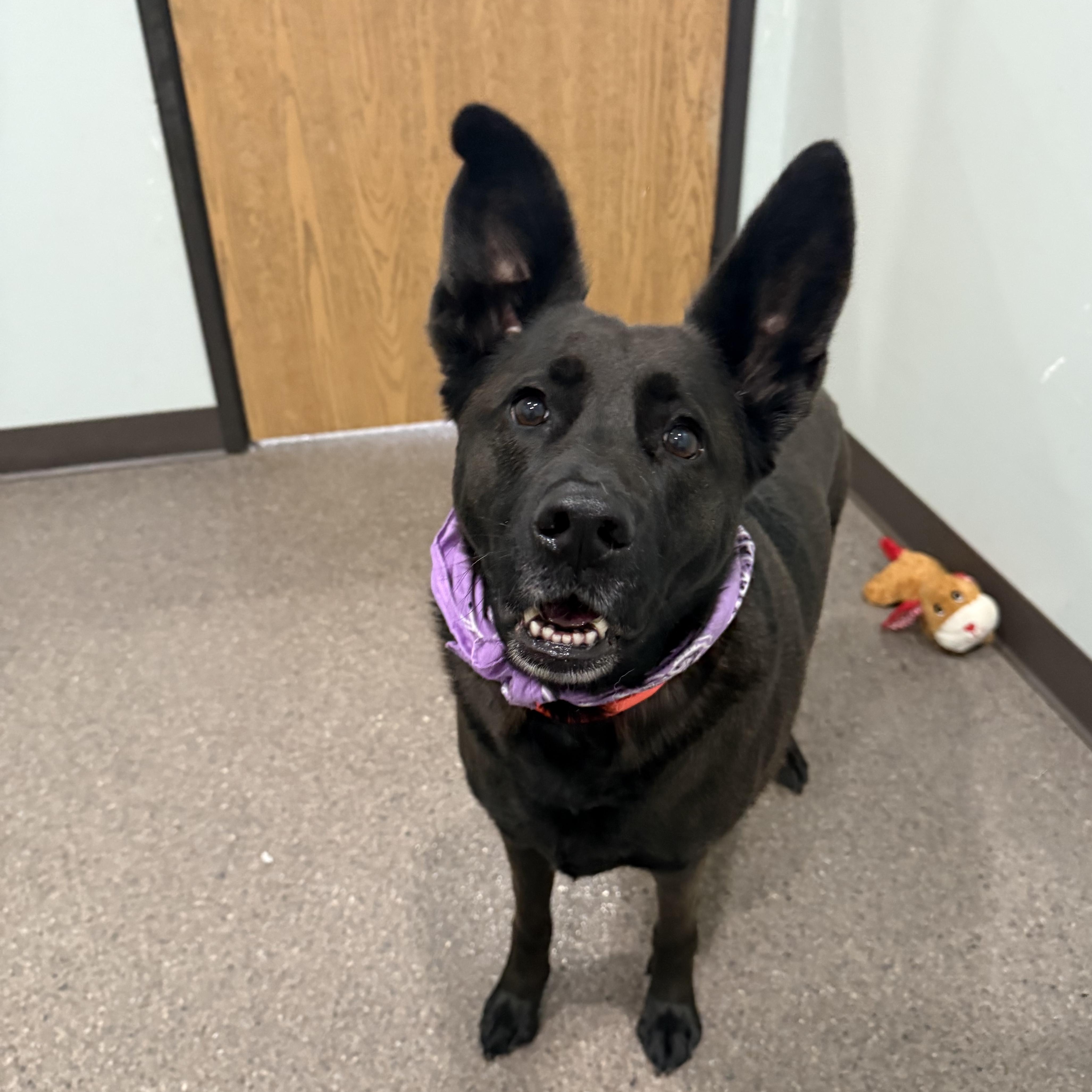 Enlarge Smokey Girl, an adoptable mixed breed in Sault Sainte Marie, MI image 3/3