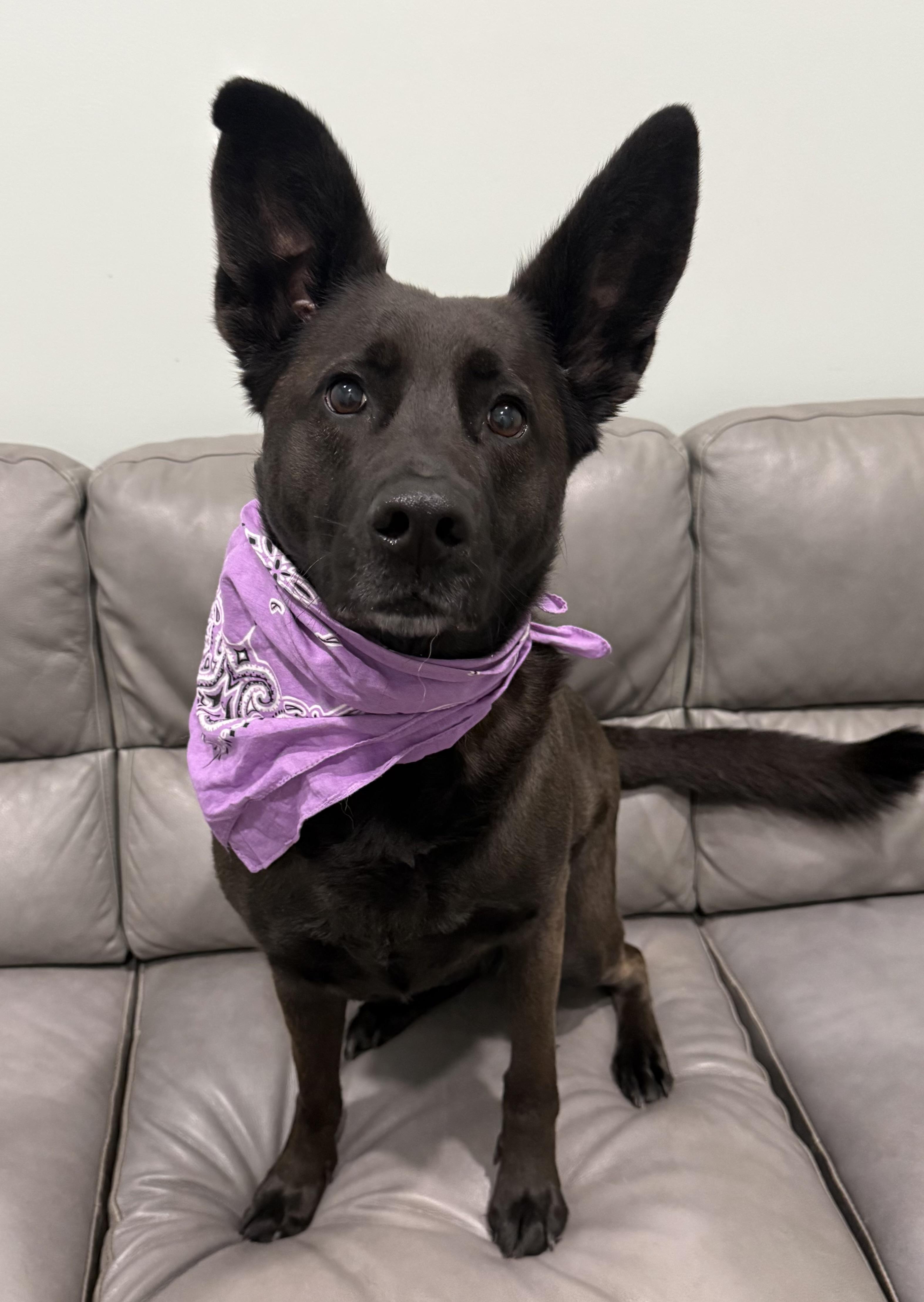 Enlarge Smokey Girl, an adoptable mixed breed in Sault Sainte Marie, MI image 2/3