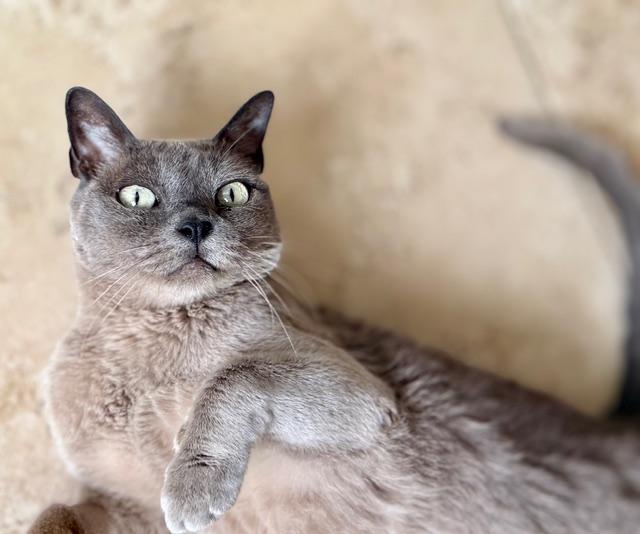 Enlarge MANCHESTER, a Adoptable Russian Blue in Colorado Springs, CO image 1/1