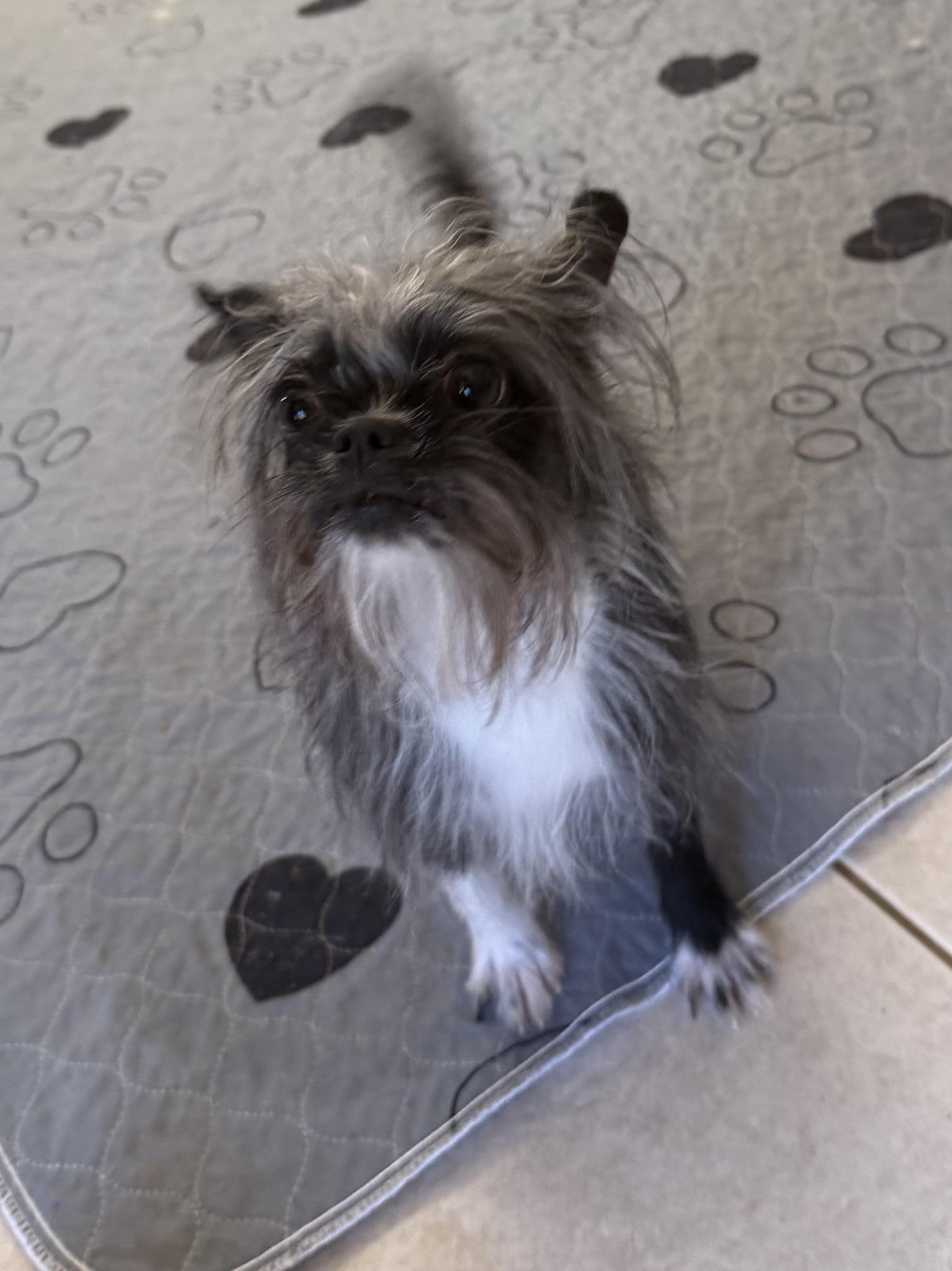 Pixie , an adopted mixed breed in Kings Mountain, NC image 5/6