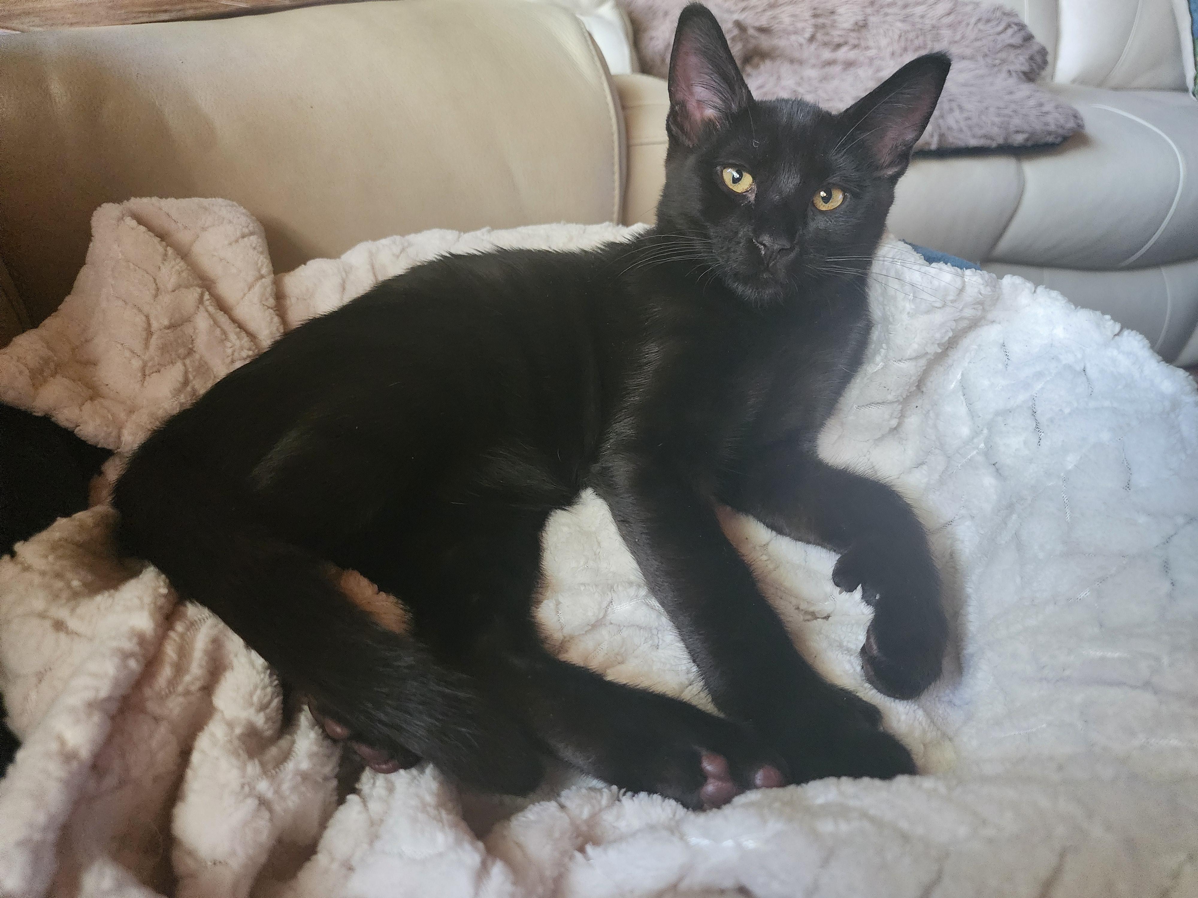 Andy Sprinkle Paws, Adoptable, Young Male Domestic Medium Hair.