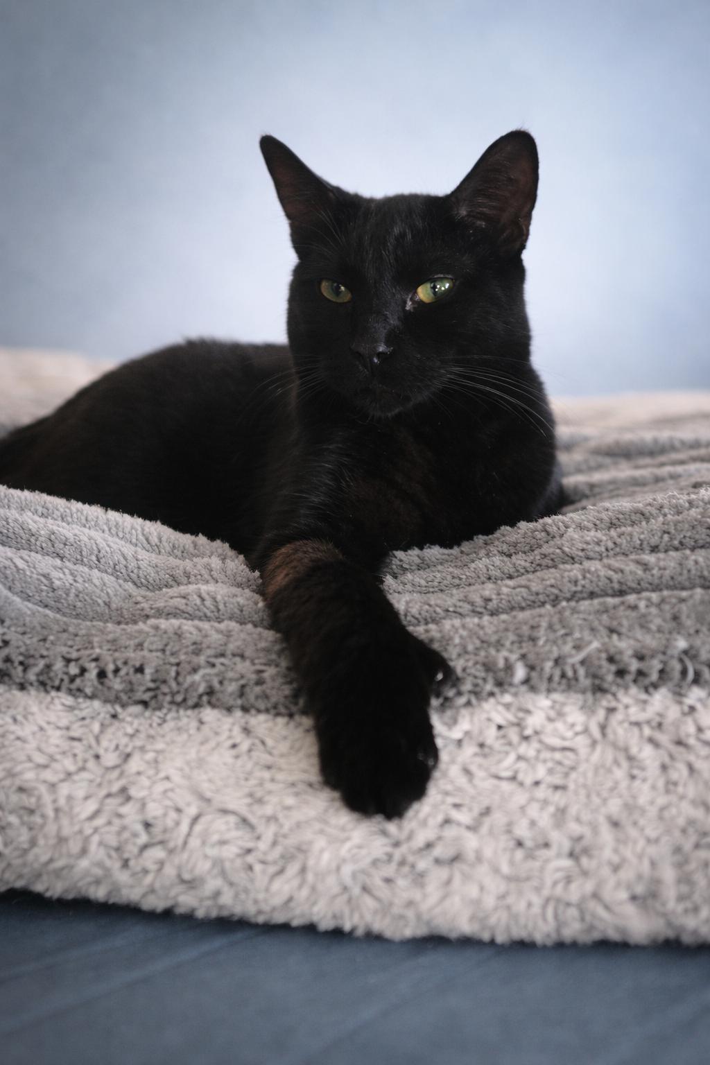 Andy Sprinkle Paws, Adoptable, Young Male Domestic Medium Hair.