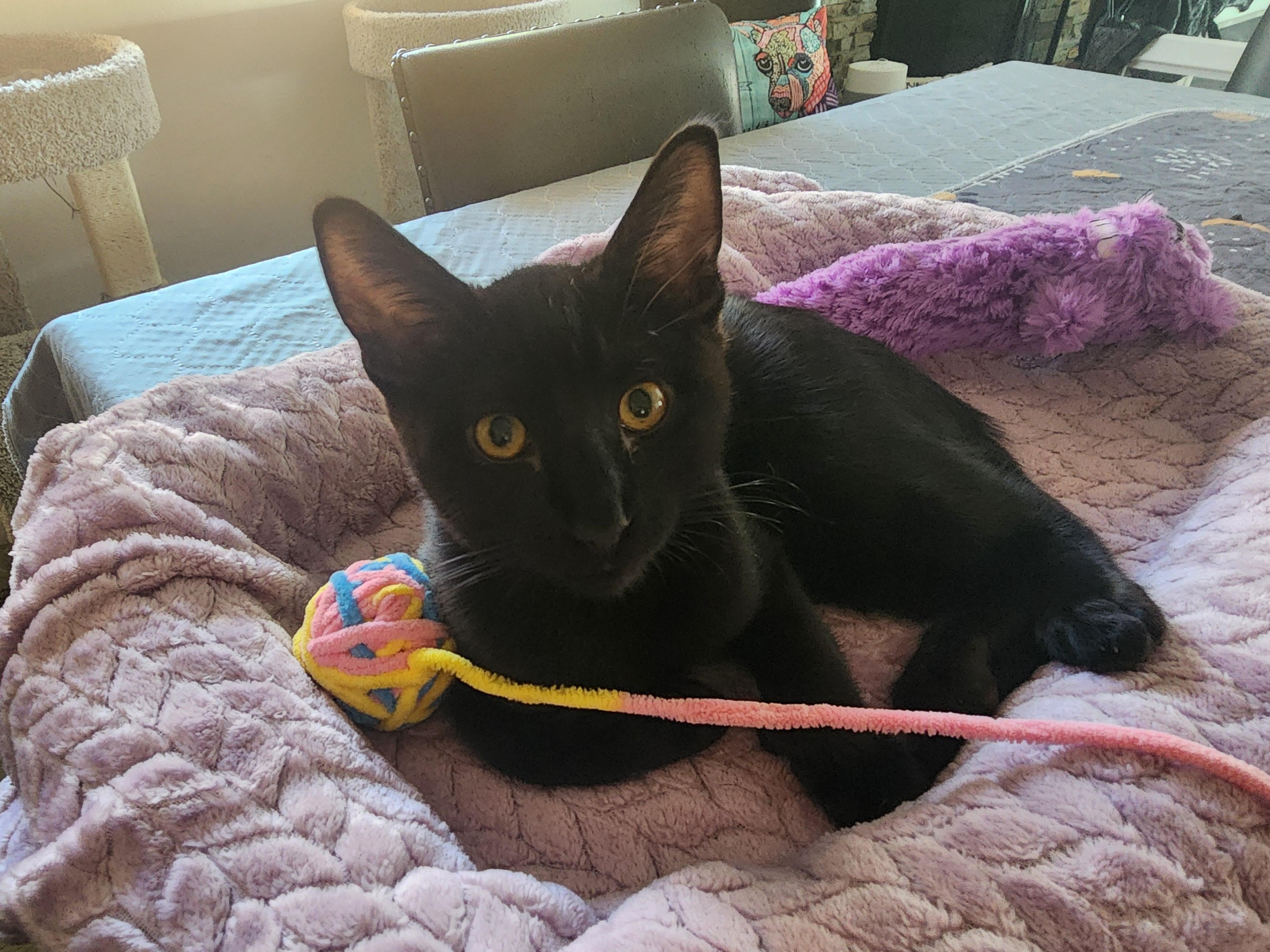 Enlarge Andy Sprinkle Paws, a Adoptable mixed breed in Carson City, NV image 2/4