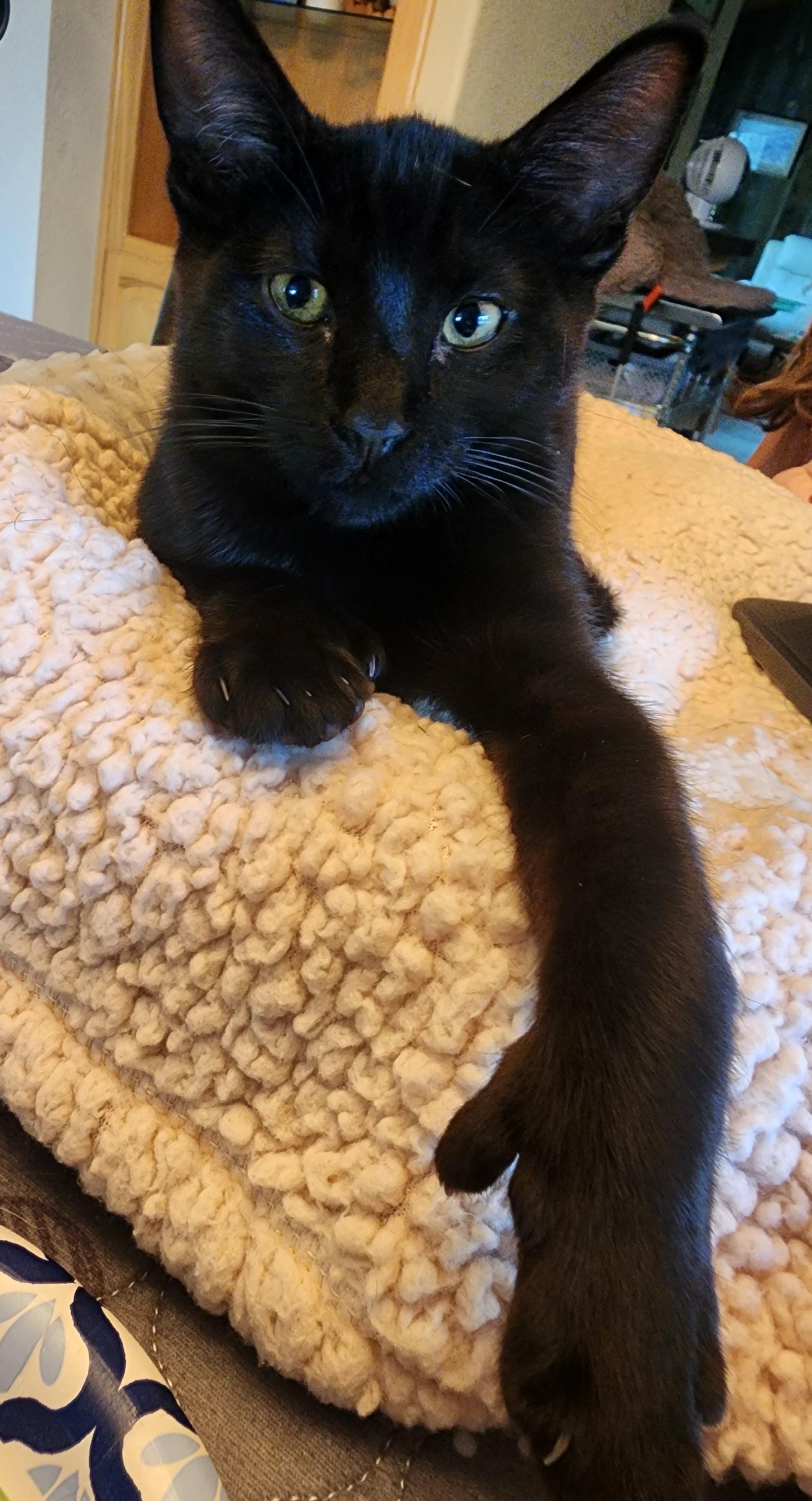 Enlarge Andy Sprinkle Paws, a Adoptable mixed breed in Carson City, NV image 3/4