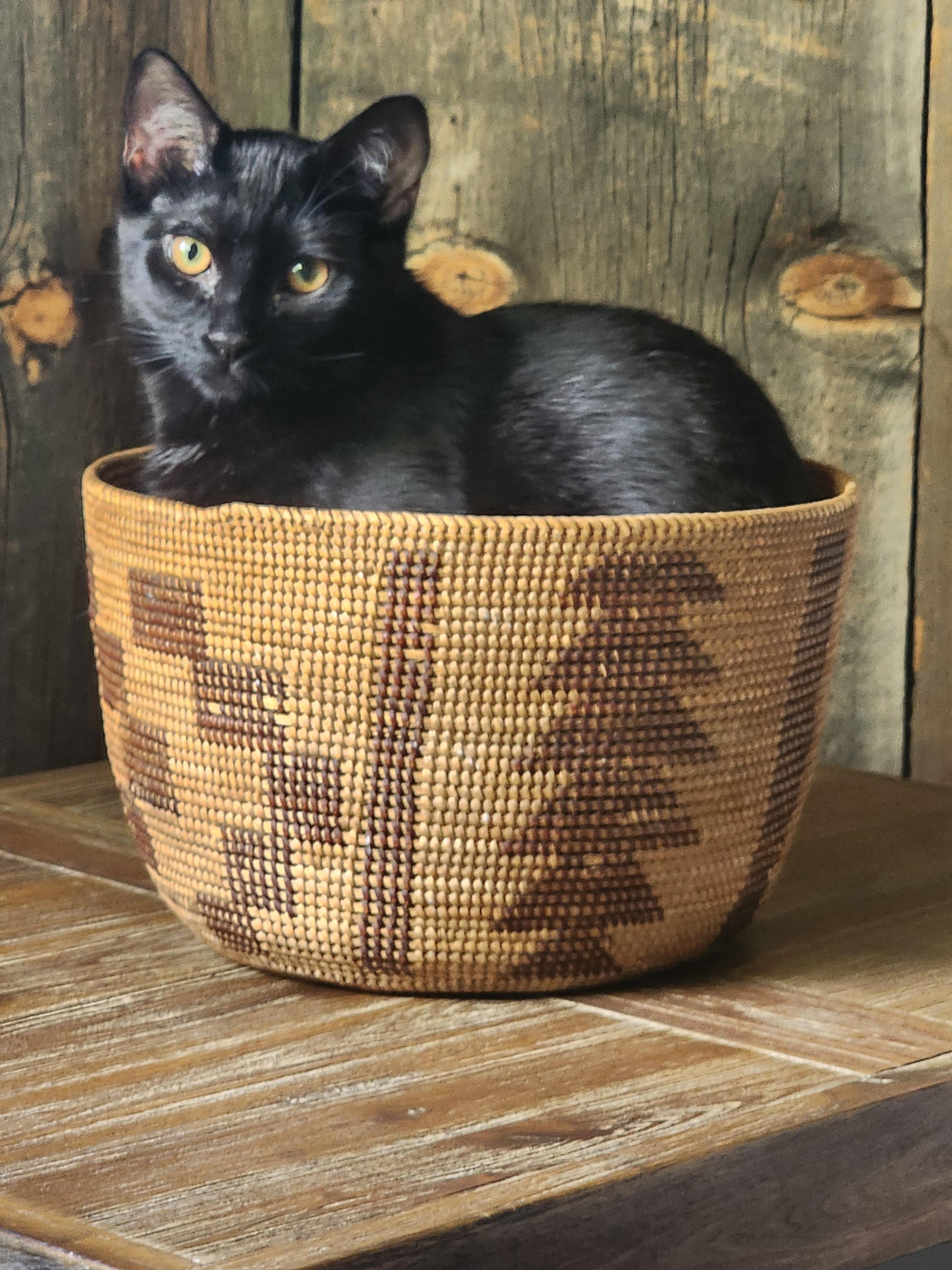 Enlarge Andy Sprinkle Paws, a Adoptable mixed breed in Carson City, NV image 4/4