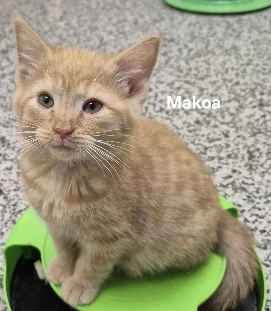 Makoa, Adoptable, Young Male Domestic Short Hair.