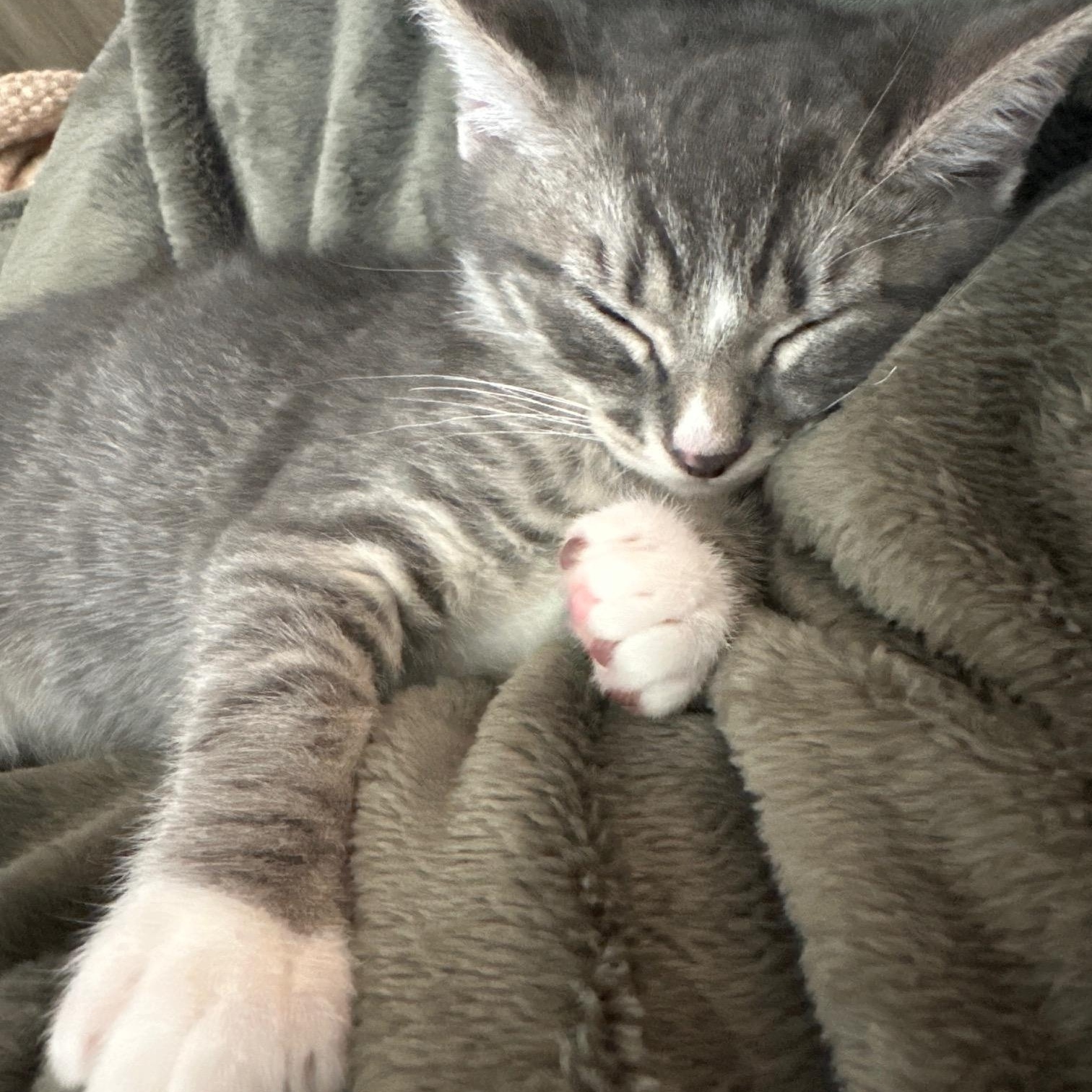 Quill, an adopted Tabby in Vancouver, BC image 2/3