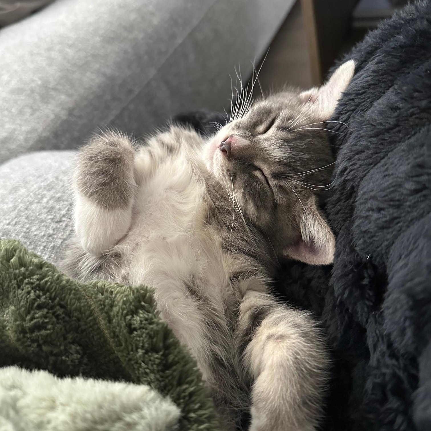 Quill, an adopted Tabby in Vancouver, BC image 3/3