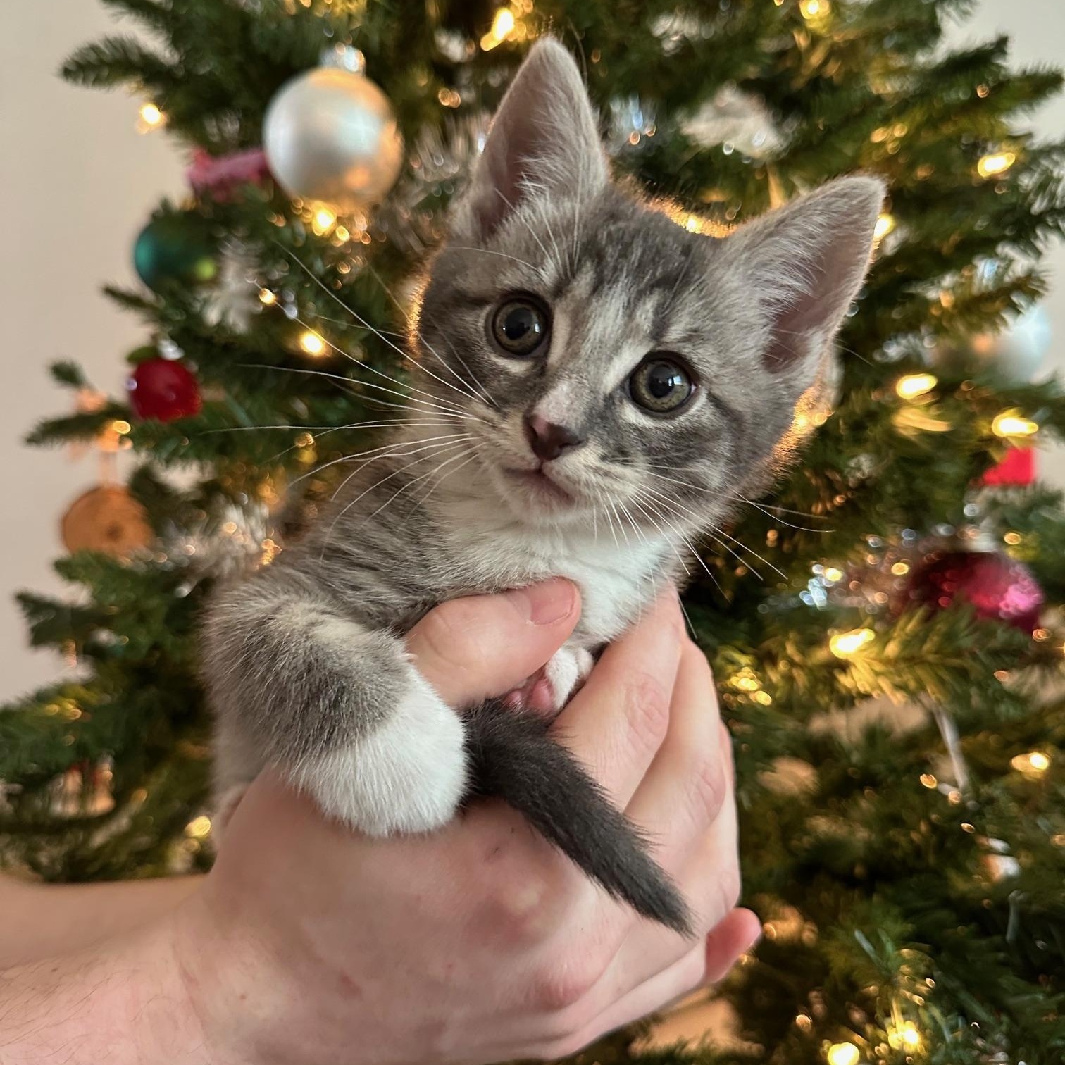 Quill, an adopted Tabby in Vancouver, BC image 1/3