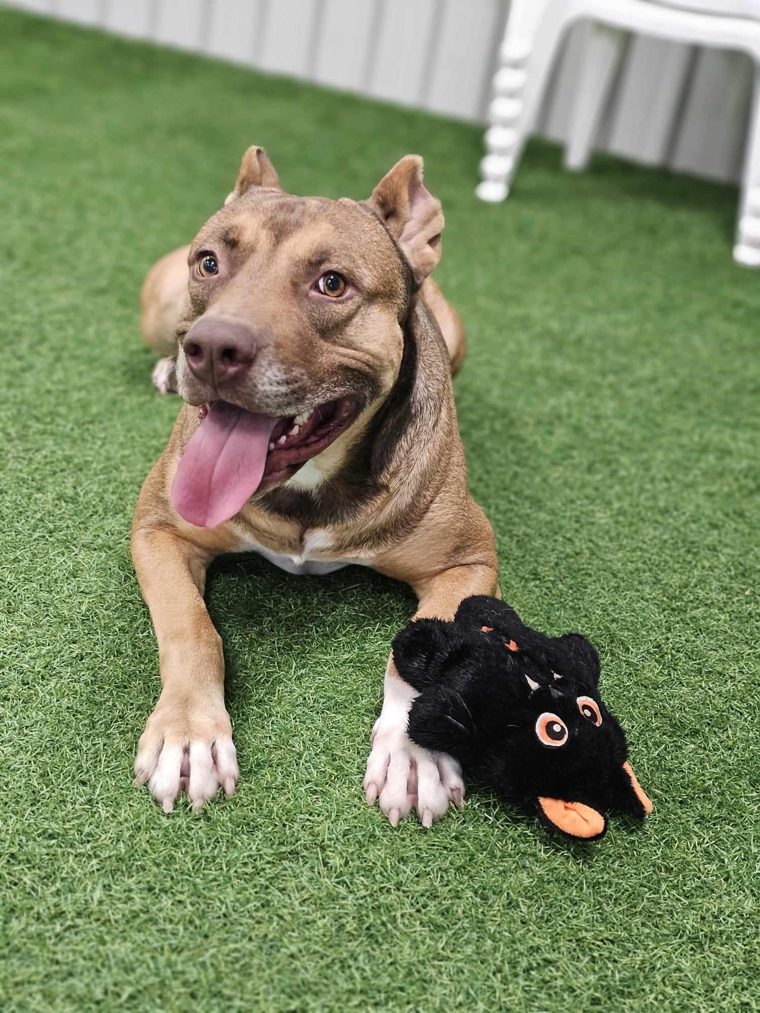 Enlarge Wicket, a Adoptable mixed breed in San Angelo , TX image 1/6