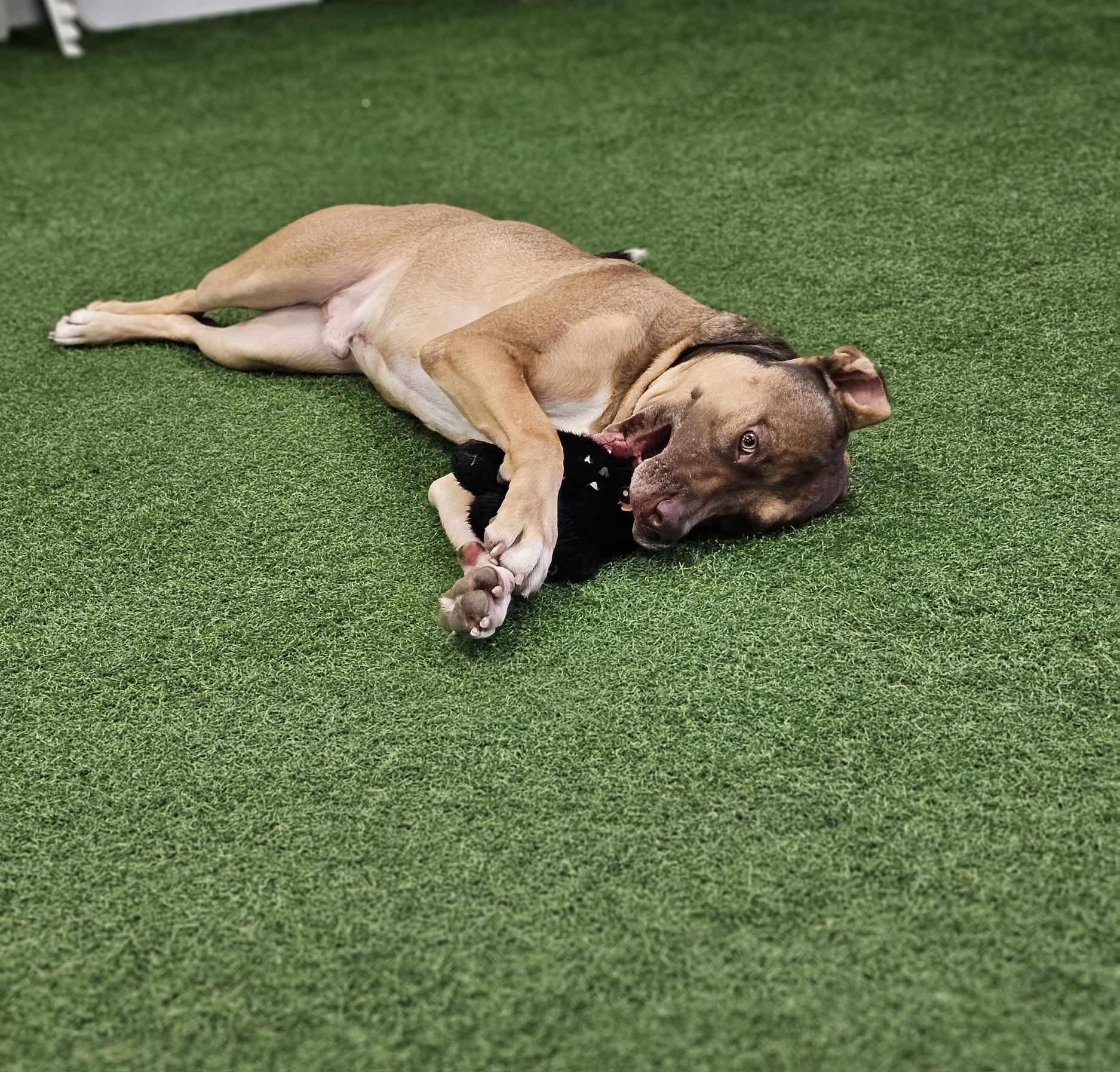 Enlarge Wicket, a Adoptable mixed breed in San Angelo , TX image 2/6