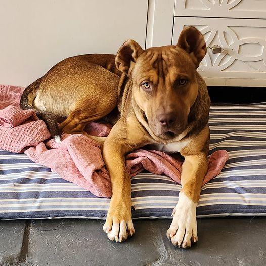 Enlarge Wicket, a Adoptable mixed breed in San Angelo , TX image 3/6