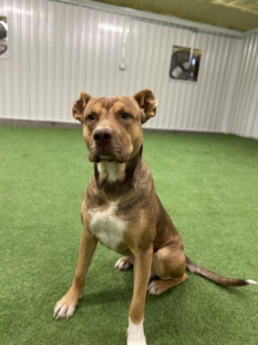 Enlarge Wicket, a Adoptable mixed breed in San Angelo , TX image 4/6