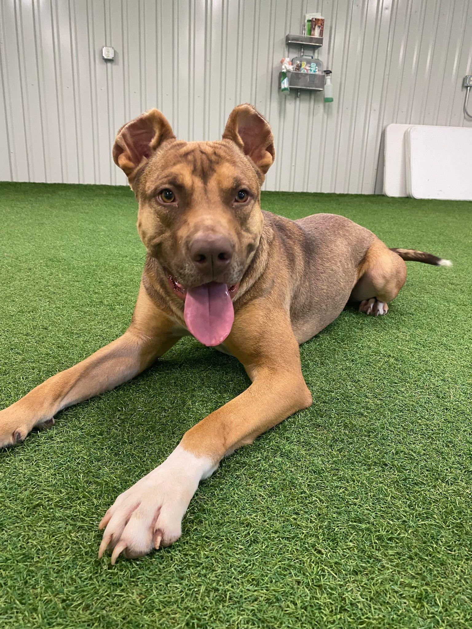 Enlarge Wicket, a Adoptable mixed breed in San Angelo , TX image 5/6