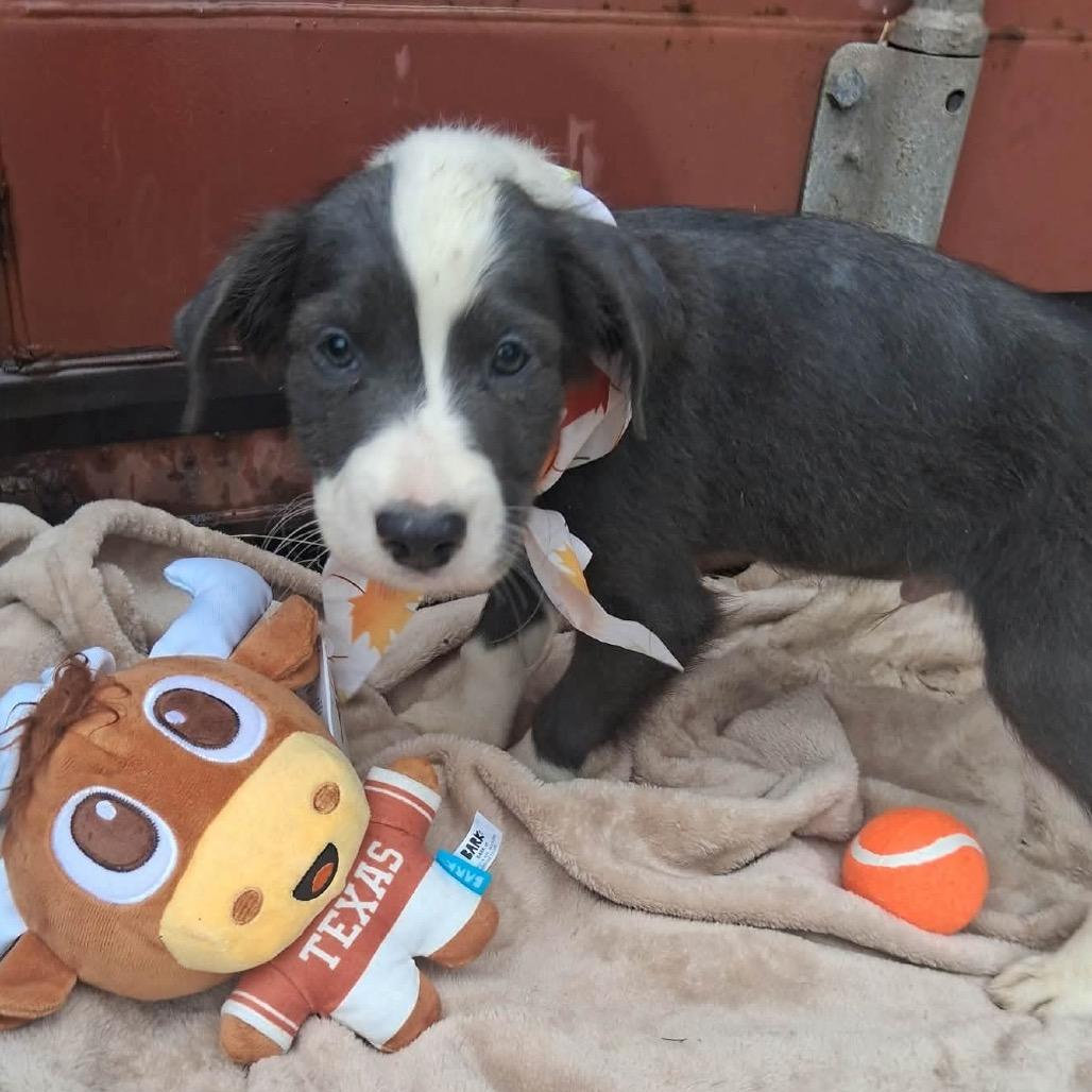 Bluford, Adoptable, Puppy Male Border Collie & Terrier.