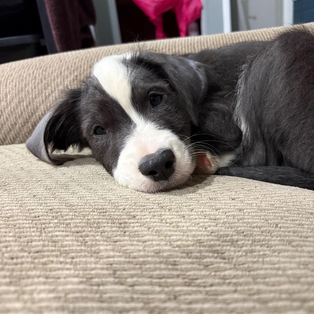 Enlarge Bluford, a Adoptable mixed breed in Ferndale, MI image 3/6