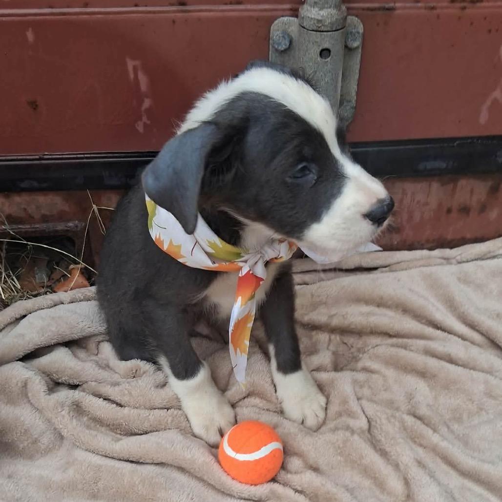 Enlarge Bluford, a Adoptable mixed breed in Ferndale, MI image 4/6