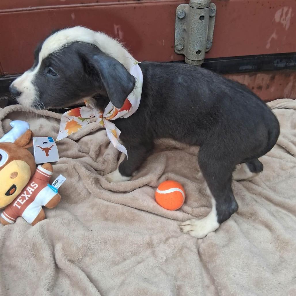 Enlarge Bluford, a Adoptable mixed breed in Ferndale, MI image 5/6
