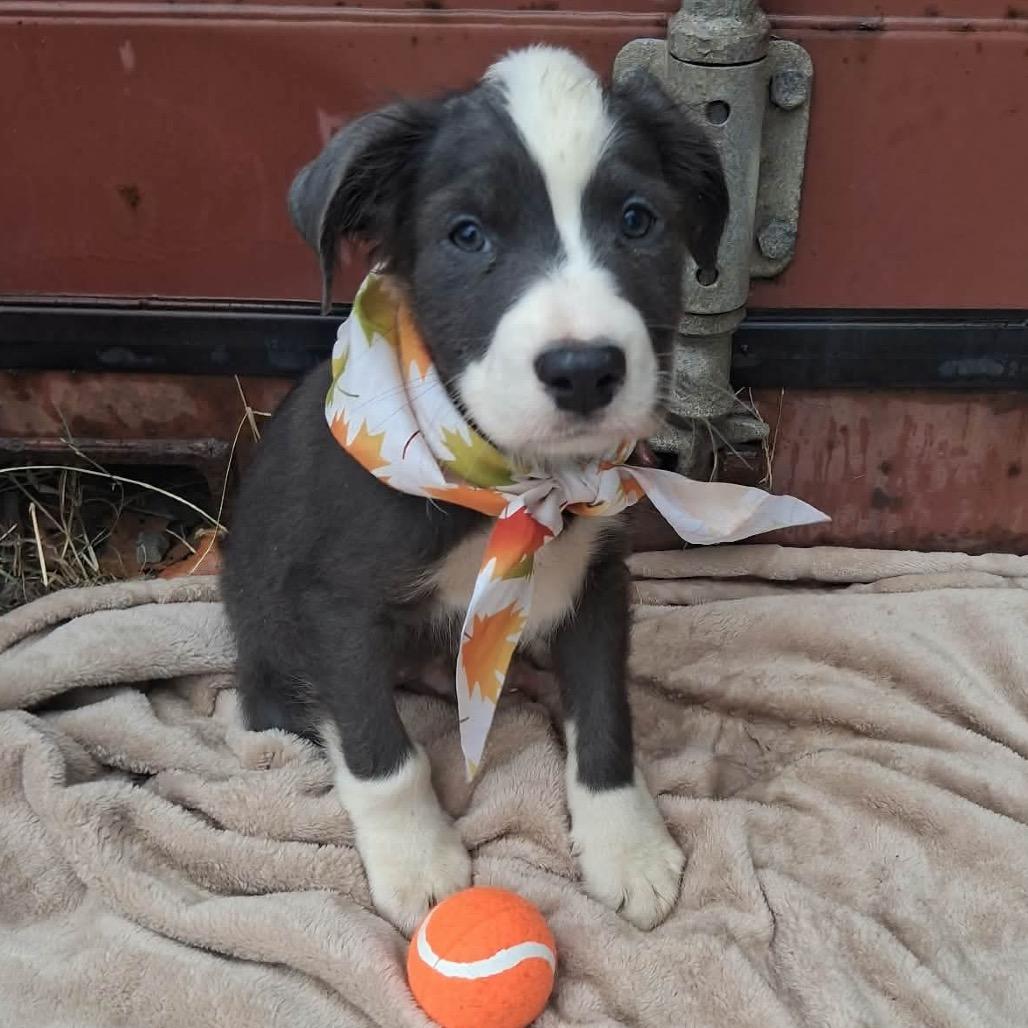 Enlarge Bluford, a Adoptable mixed breed in Ferndale, MI image 6/6