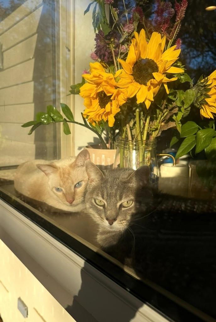 Arya / Hank, Adoptable, Senior Female Domestic Short Hair.