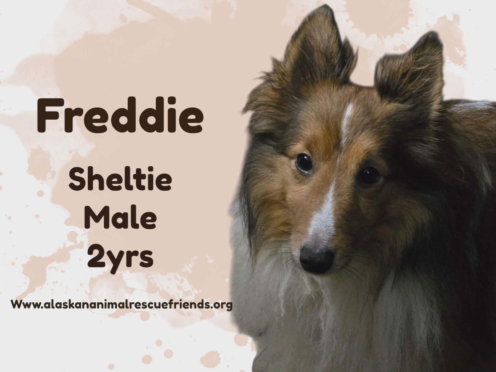Enlarge Freddie, a Adoptable Shetland Sheepdog / Sheltie in Anchorage, AK image 1/1