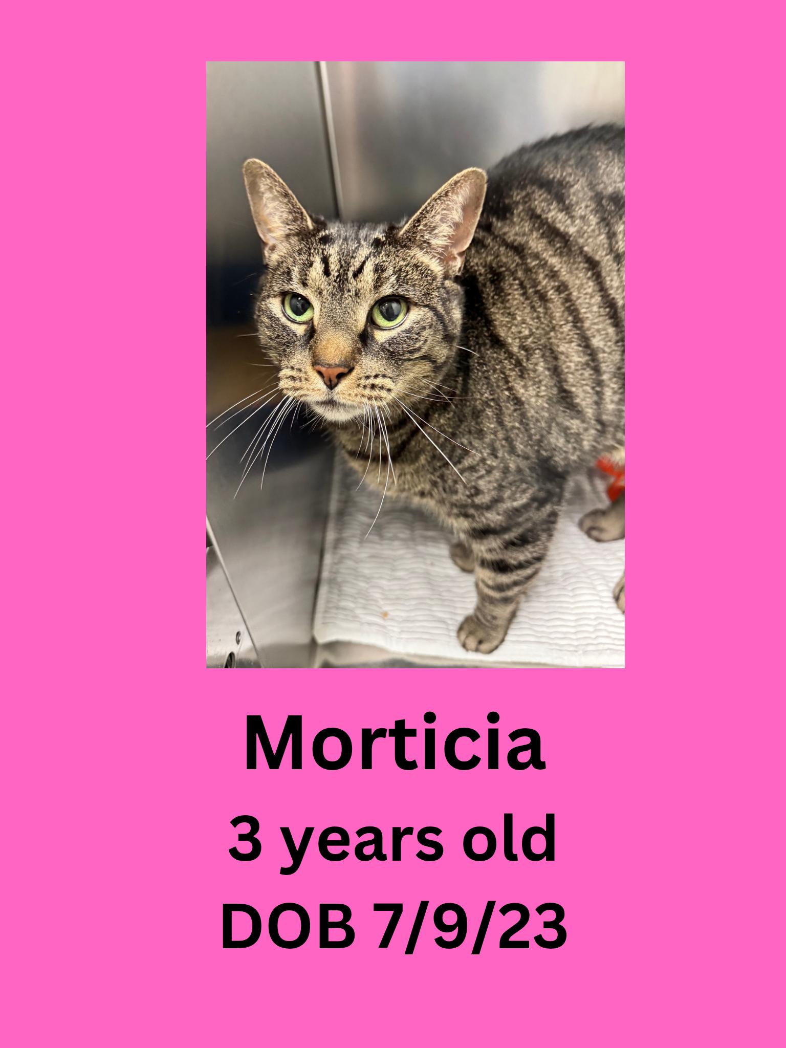 Morticia, ADOPTABLE, Adult Female Domestic Short Hair.