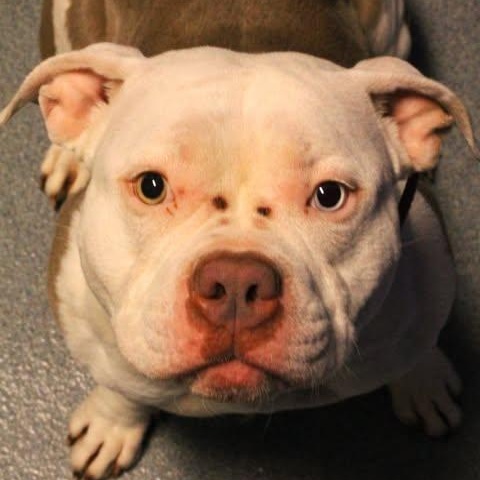 Enlarge 26-00391 GOBLIN, a ADOPTABLE Pit Bull Terrier in Fredericksburg, VA image 2/2