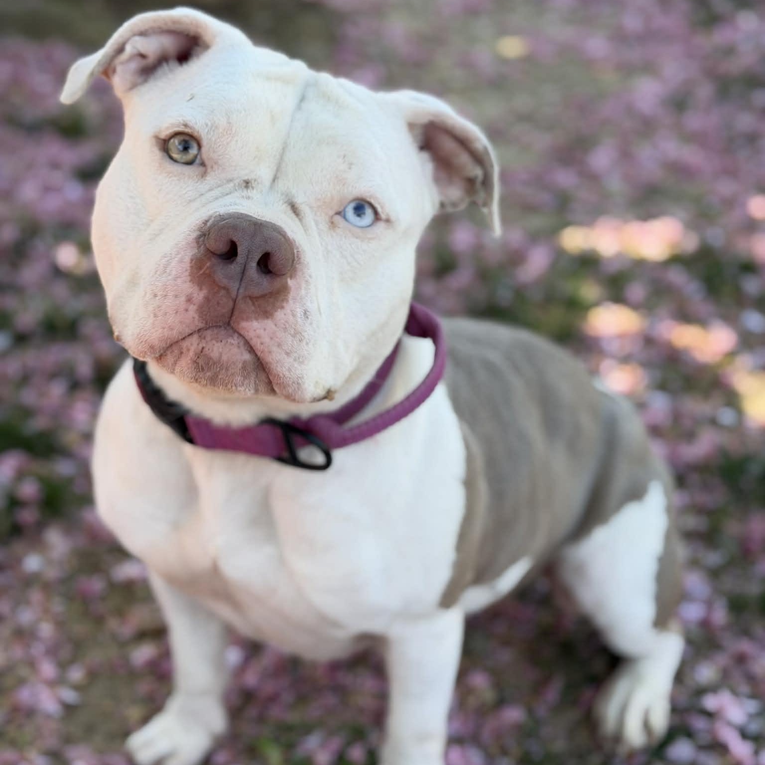 26-00391 GOBLIN, ADOPTABLE, Adult Female Pit Bull Terrier.