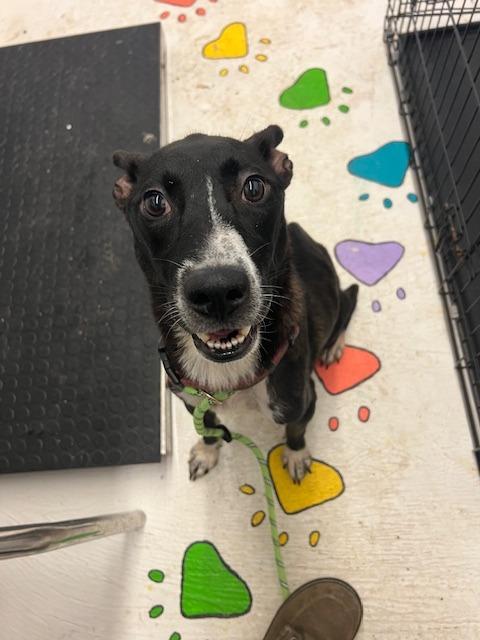 Enlarge Rachel, a Adoptable mixed breed in Chickamauga , GA image 1/3