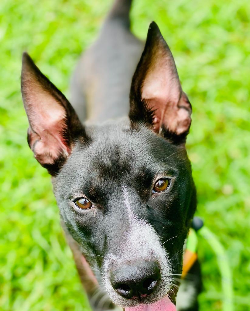 Enlarge Rachel, a Adoptable mixed breed in Chickamauga , GA image 2/3