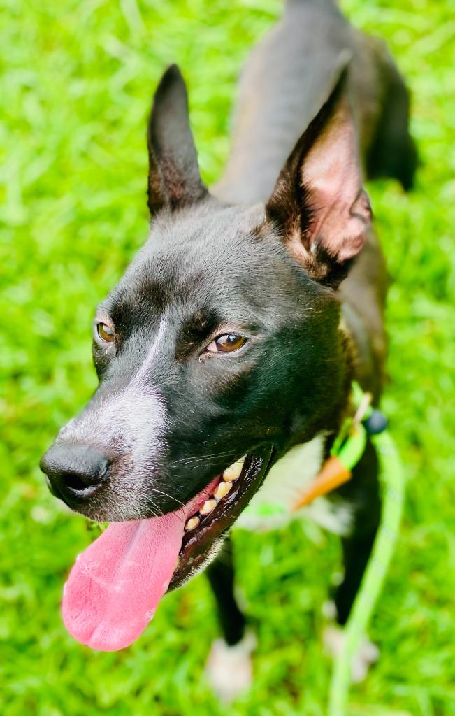 Enlarge Rachel, a Adoptable mixed breed in Chickamauga , GA image 3/3