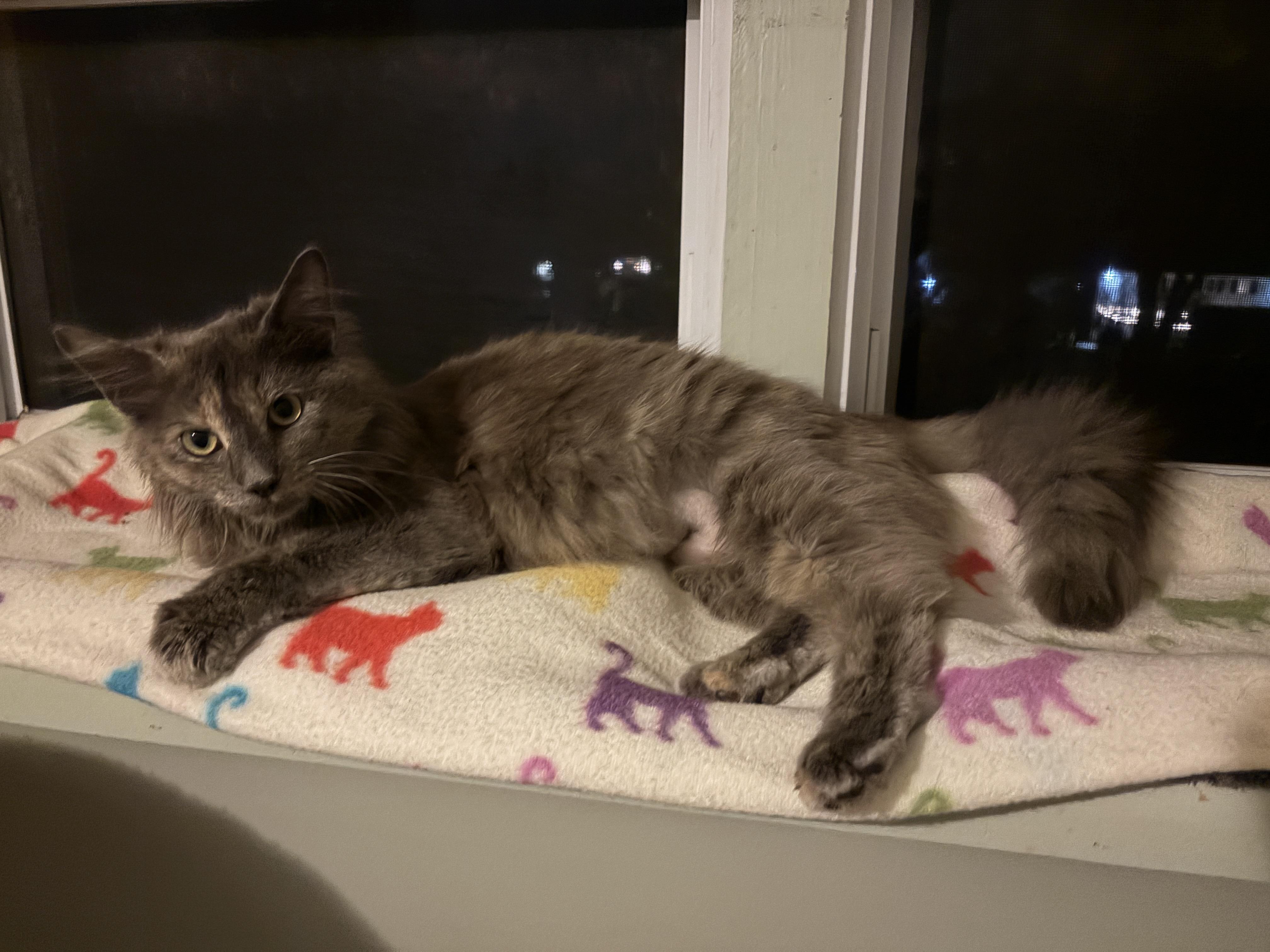 Enlarge MADELEINE , an adopted mixed breed in Churchville, PA image 5/5