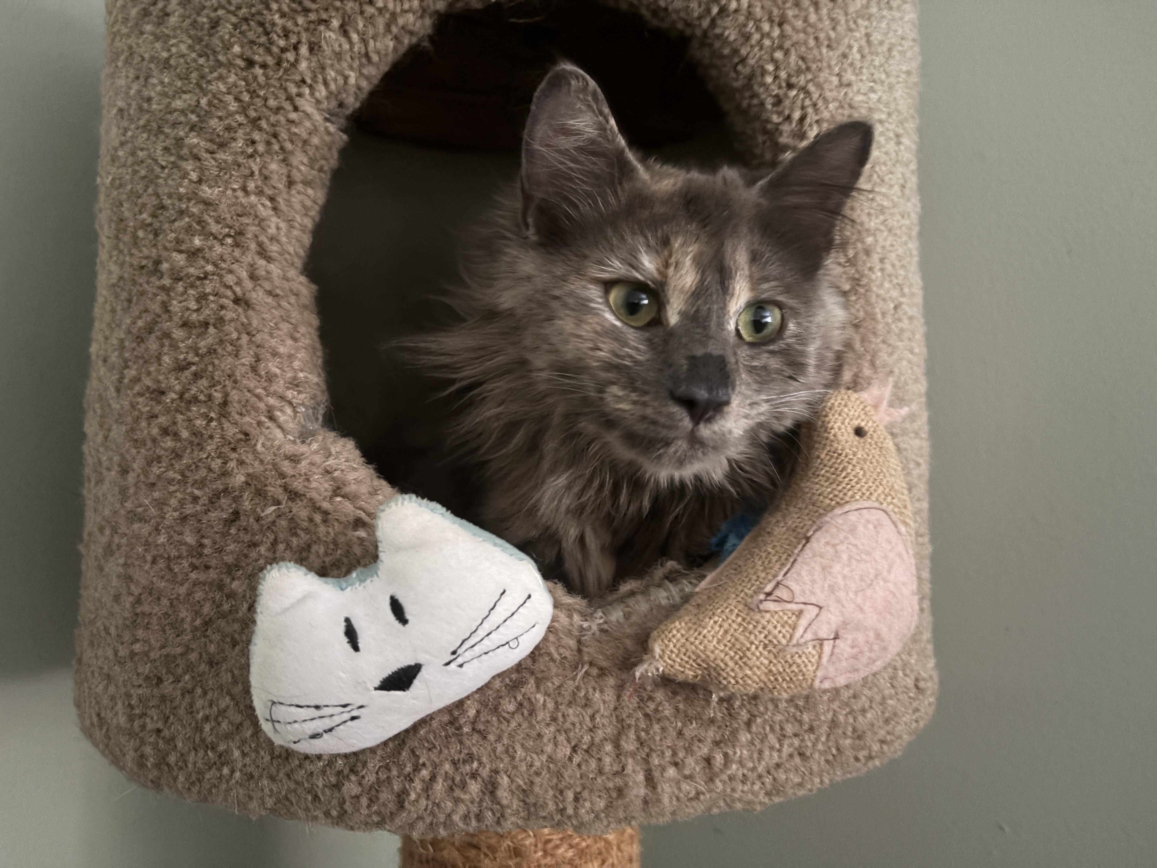 Enlarge MADELEINE , an adopted mixed breed in Churchville, PA image 4/5