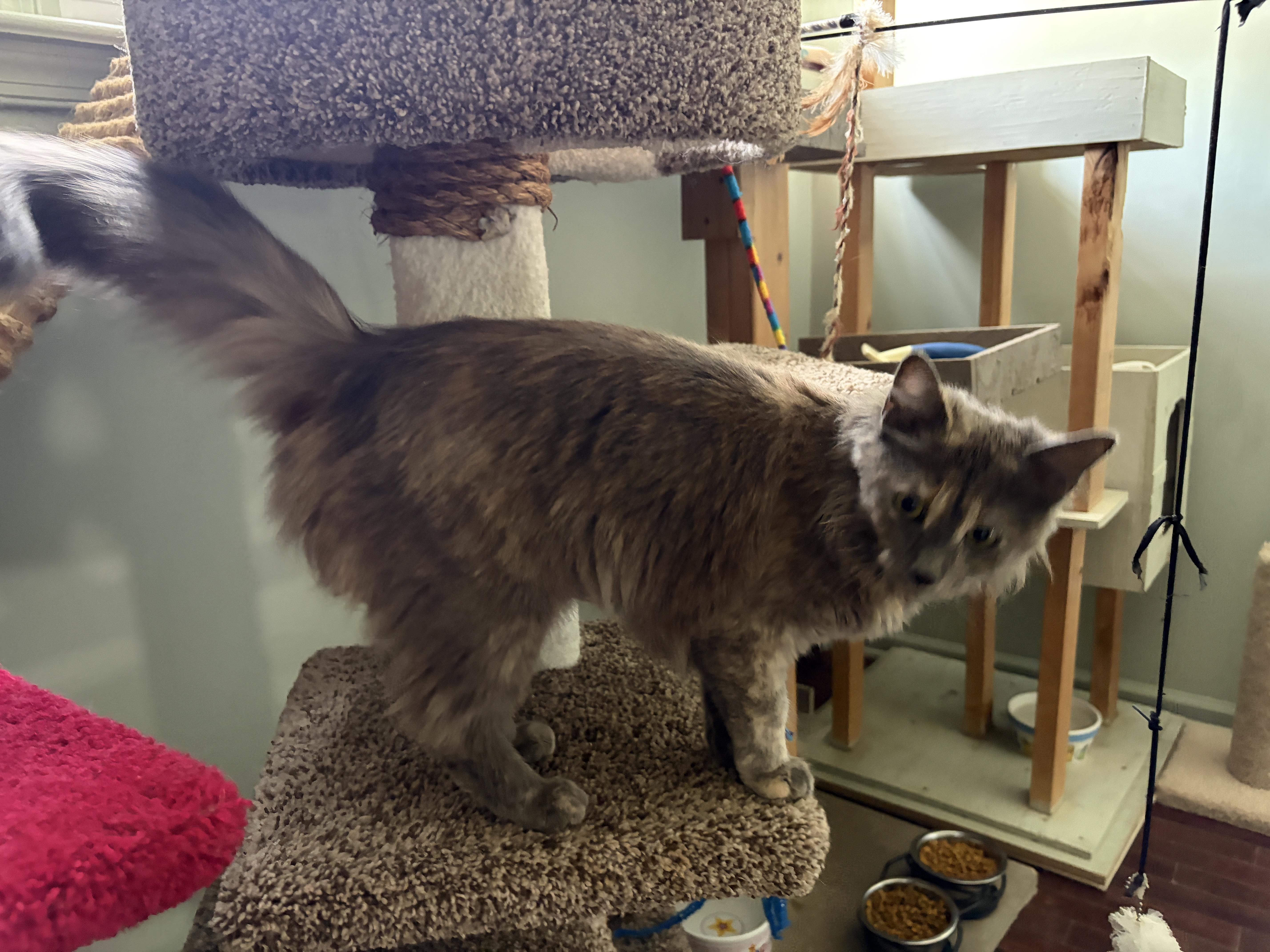 Enlarge MADELEINE , an adopted mixed breed in Churchville, PA image 3/5